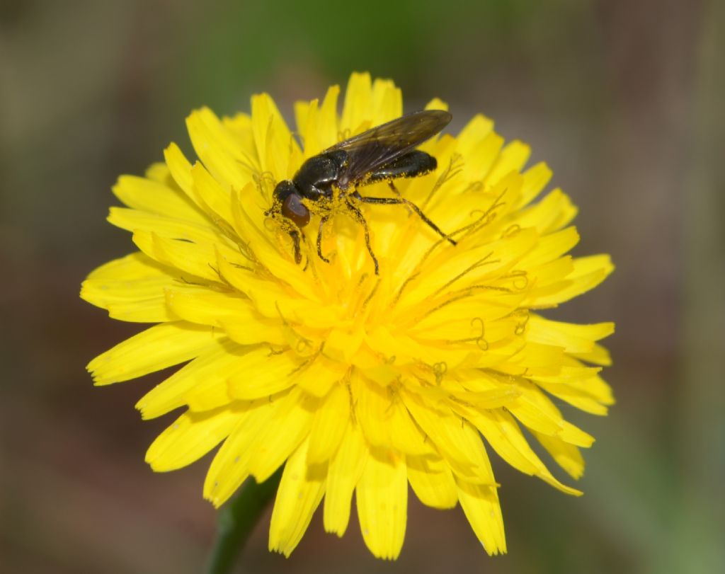 Syrphidae: Cheilosia sp., femmina